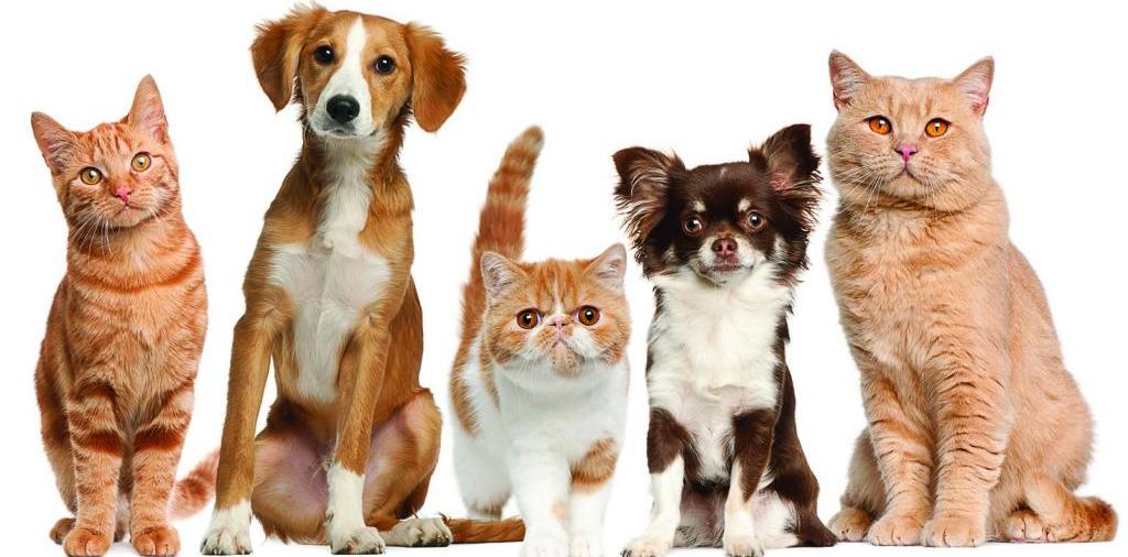 Доска объявлений о животных | ЗооТом - продажа, вязка и услуги для животных в Знаменске