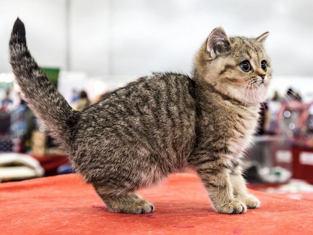Породы кошек в Знаменске | ЗооТом портал о животных