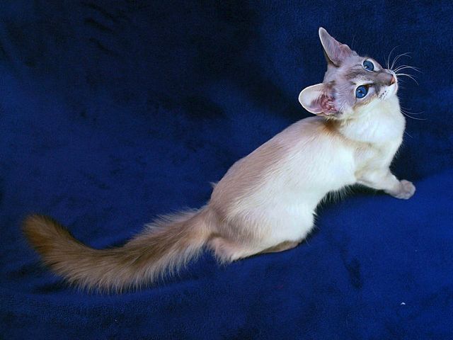 Выведенные породы кошек в Знаменске | ЗооТом портал о животных