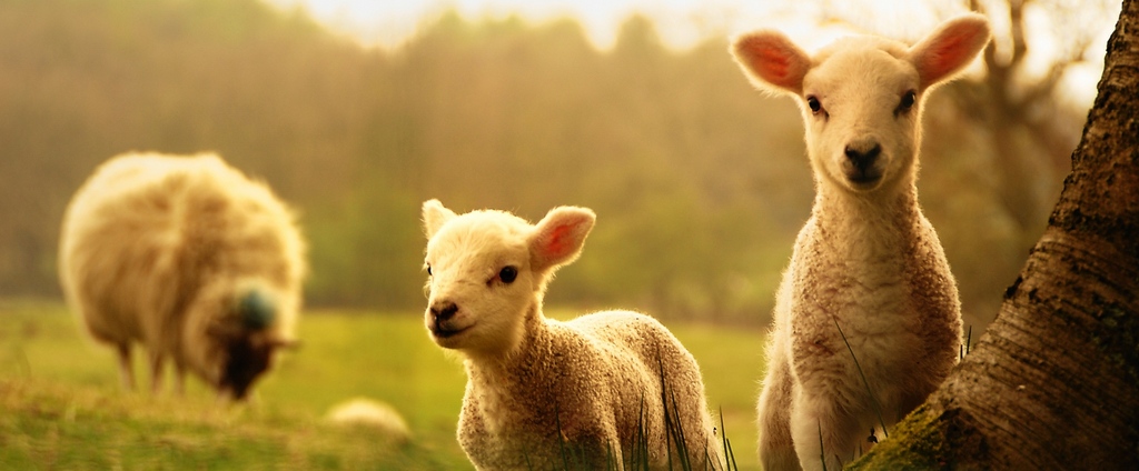 Объявления о сельскохозяйственных животных | ЗооТом - продажа, вязка и услуги для животных в Знаменске