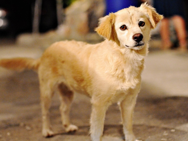 Породы собак в Знаменске | ЗооТом портал о животных