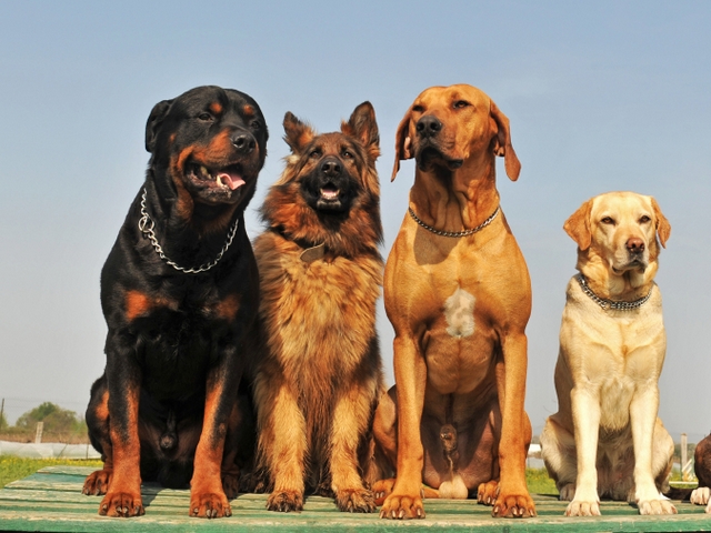 Крупные породы собак в Знаменске | ЗооТом портал о животных