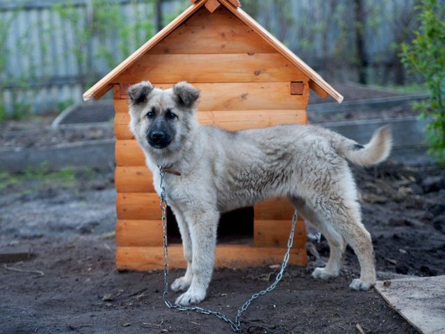 Все о собаках в Знаменске Все о собаках в Знаменске